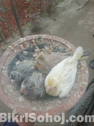 Cockatiel hand tam baby for sale